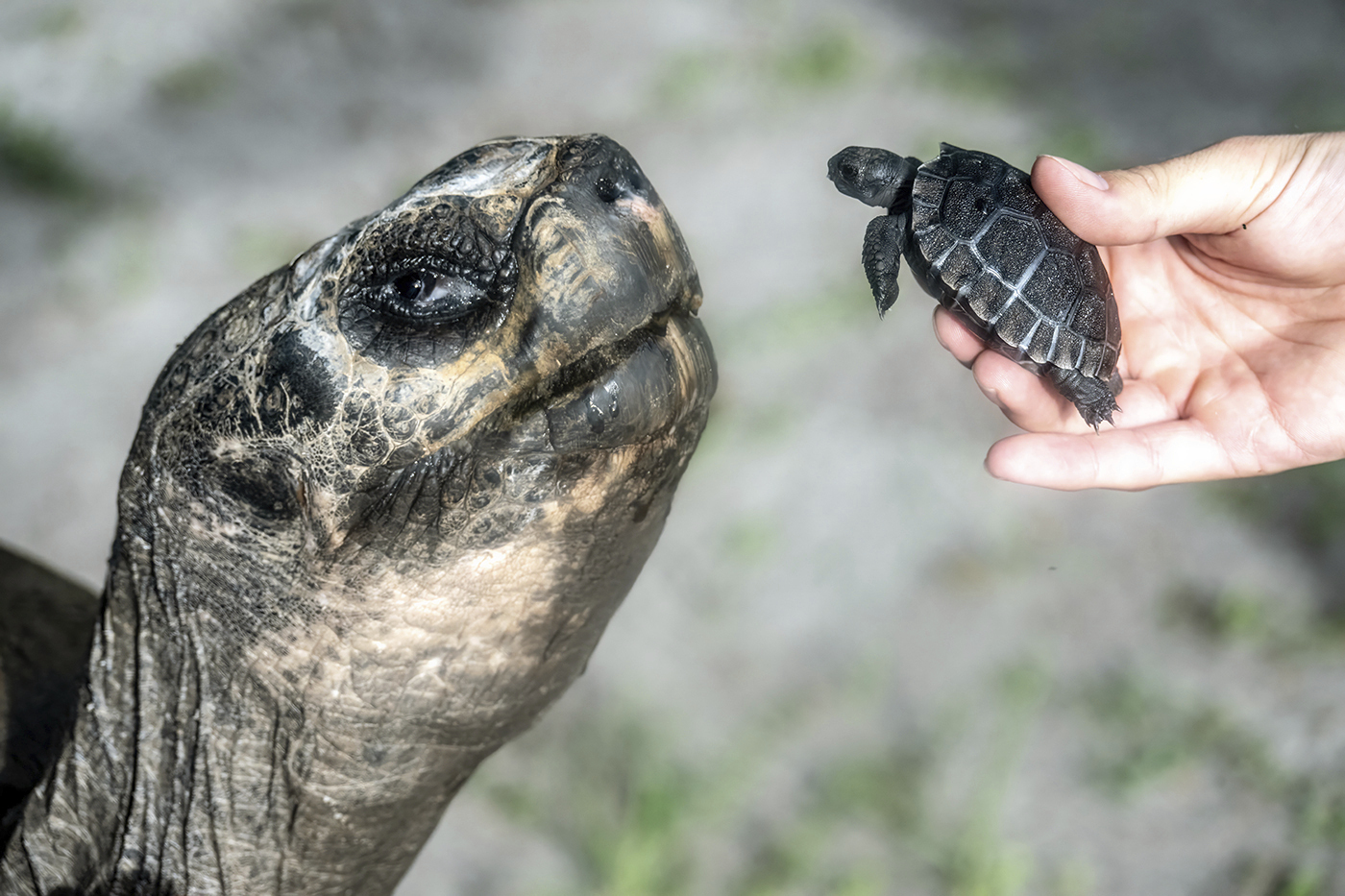 Miami zoo tortoise turns 135 and celebrates his first Father’s Day