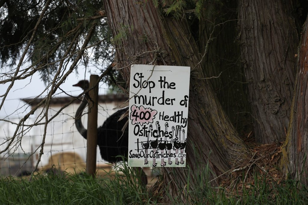 B.C. ostrich farm calls for independent testing to prevent ‘unnecessary destruction’